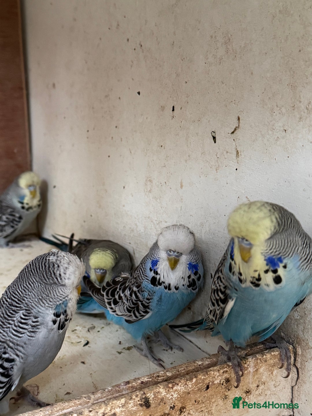 Budgerigars birds for sale: Exhibition budgie flock asap - Image 2