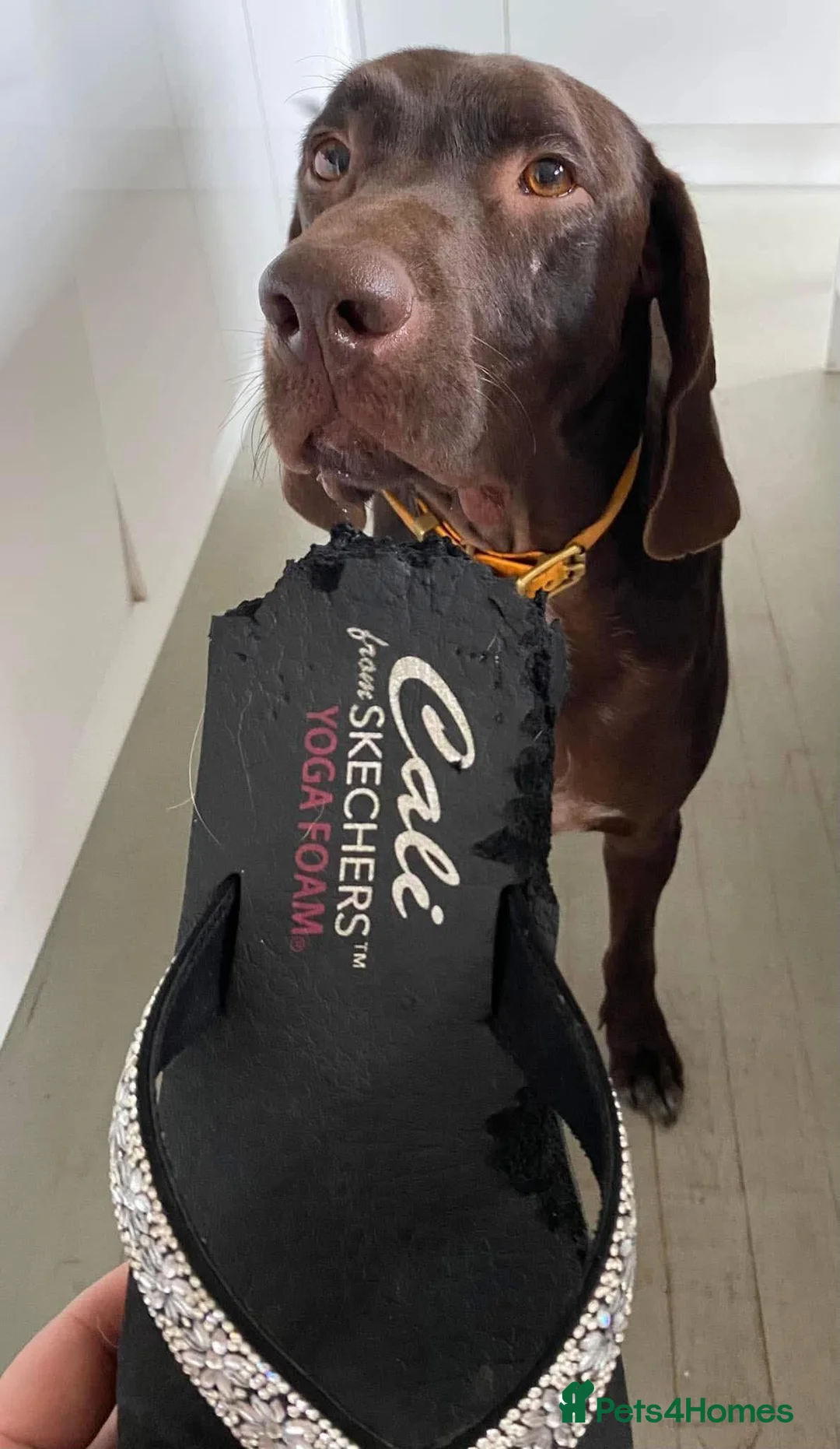 Mixed Breed dogs for adoption: Wilson Goofy Pointer x Looking for Forever Home in Bideford - Advert 17