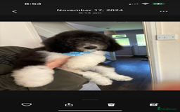 Bernedoodle dogs for sale: F1b St Berdoodle pups expected 15/9 - Image 16