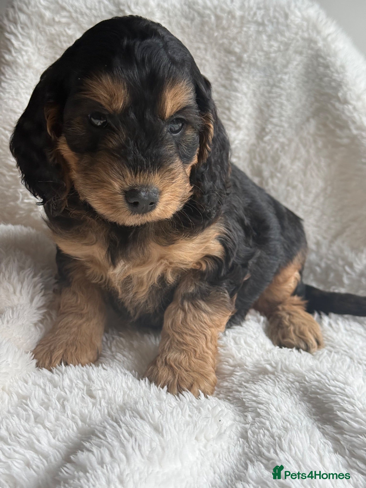 Cockapoo dogs Stunning  F1 Cockapoo black sable  - Advert 2