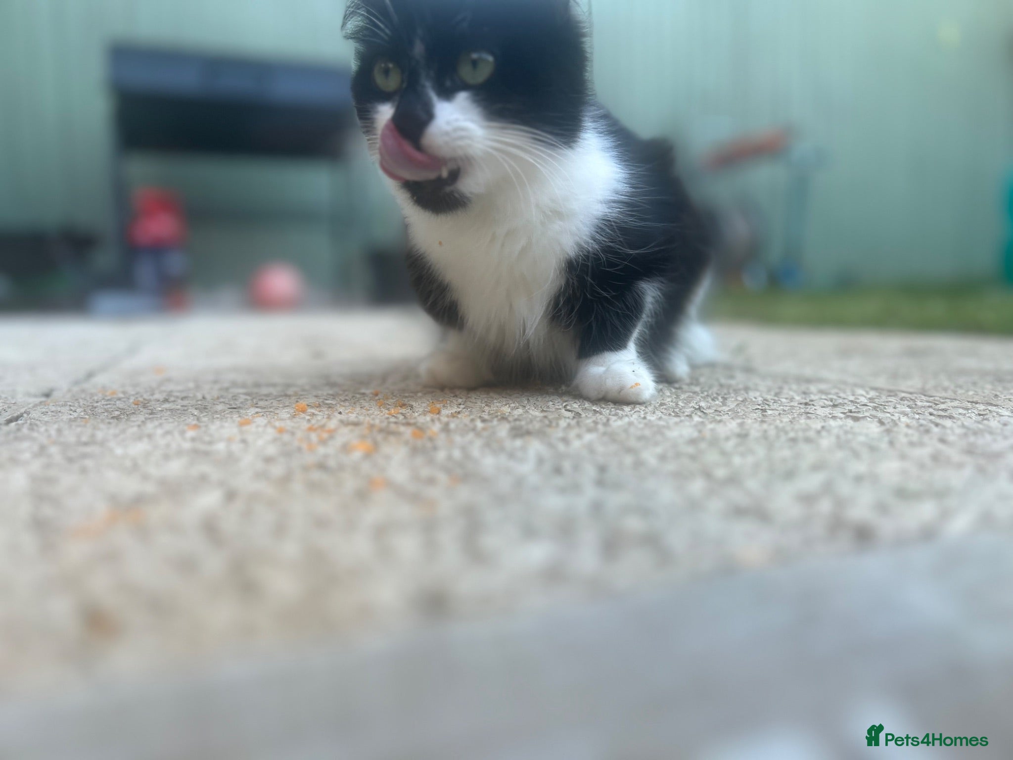Mixed Breed cats 2 beautiful kittens for sale  - Advert 1