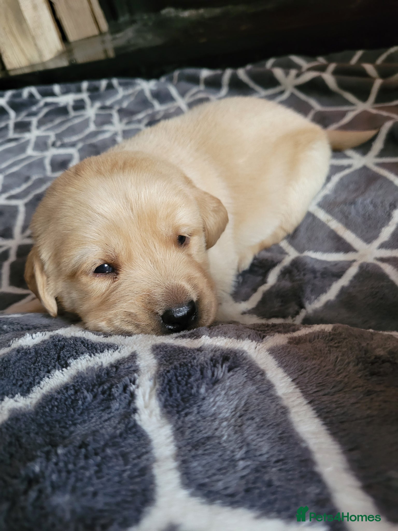 Labrador Retriever dogs Beautiful chunky lab pups  - Advert 14