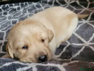 Labrador Retriever dogs Beautiful chunky lab pups - Advert 3