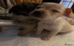Mixed Breed dogs for sale: Fluffy Frenchie x Jackapoo  - Image 4