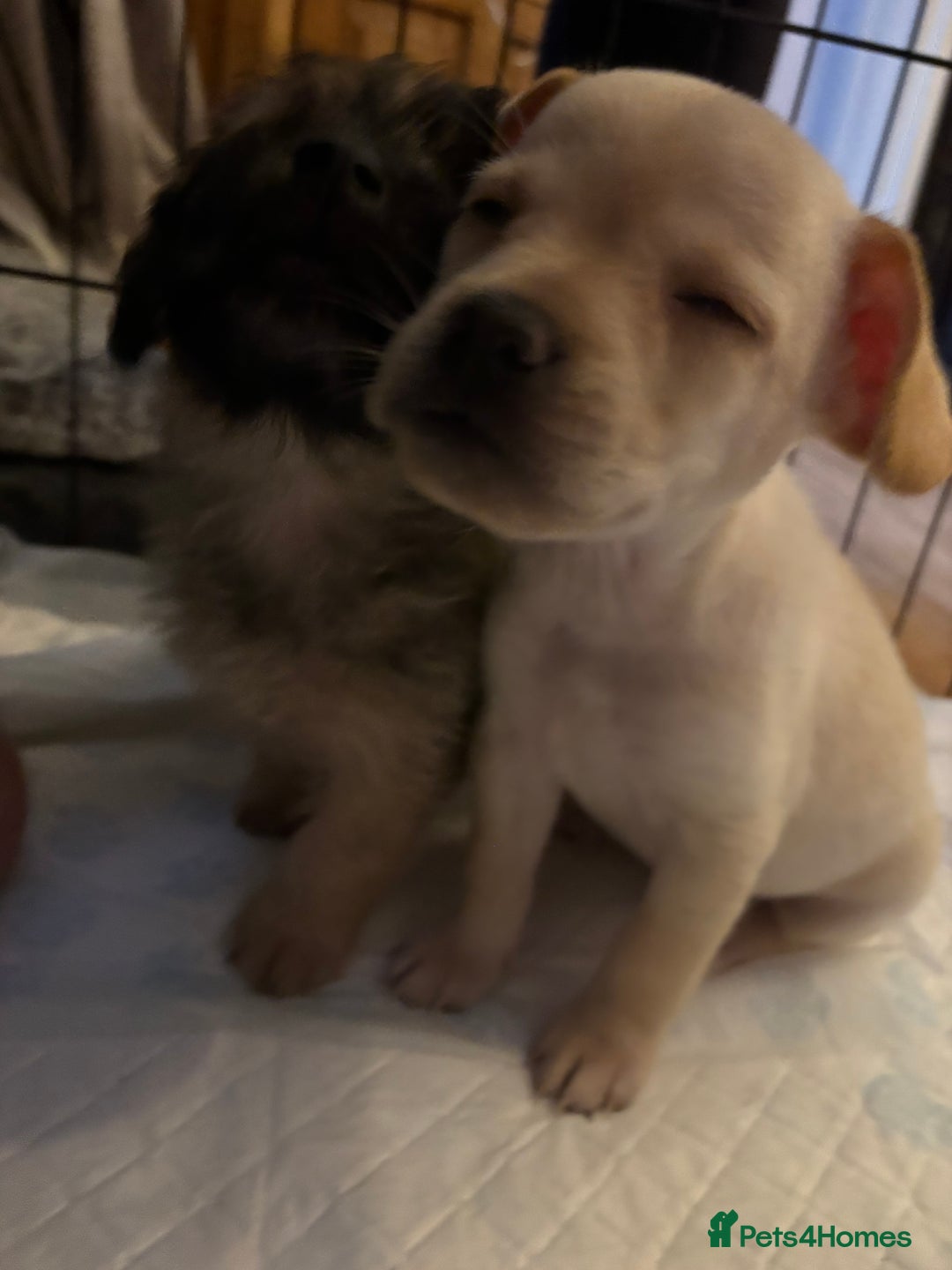Mixed Breed dogs for sale: Fluffy Frenchie x Jackapoo  - Image 4