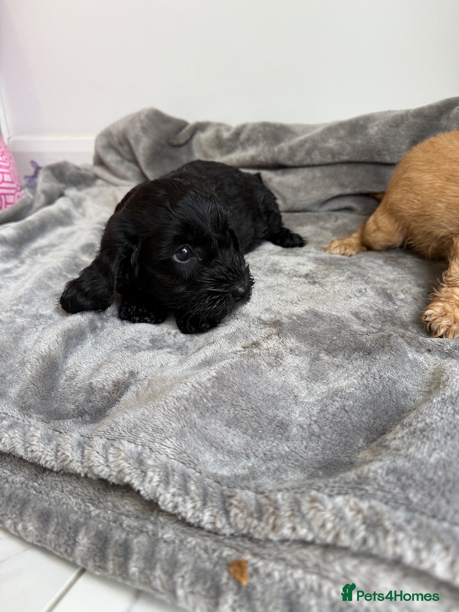 Cockapoo dogs Cockapoo puppies  - Advert 16