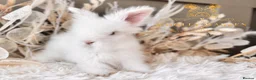 Angora rabbits for sale: BEAUTIFUL LITTER OF ANGORAS - Advert 3