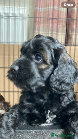 Cockapoo dogs - Advert 15