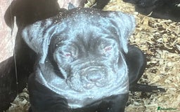 Cane Corso dogs for sale: Exceptional  - Image 16