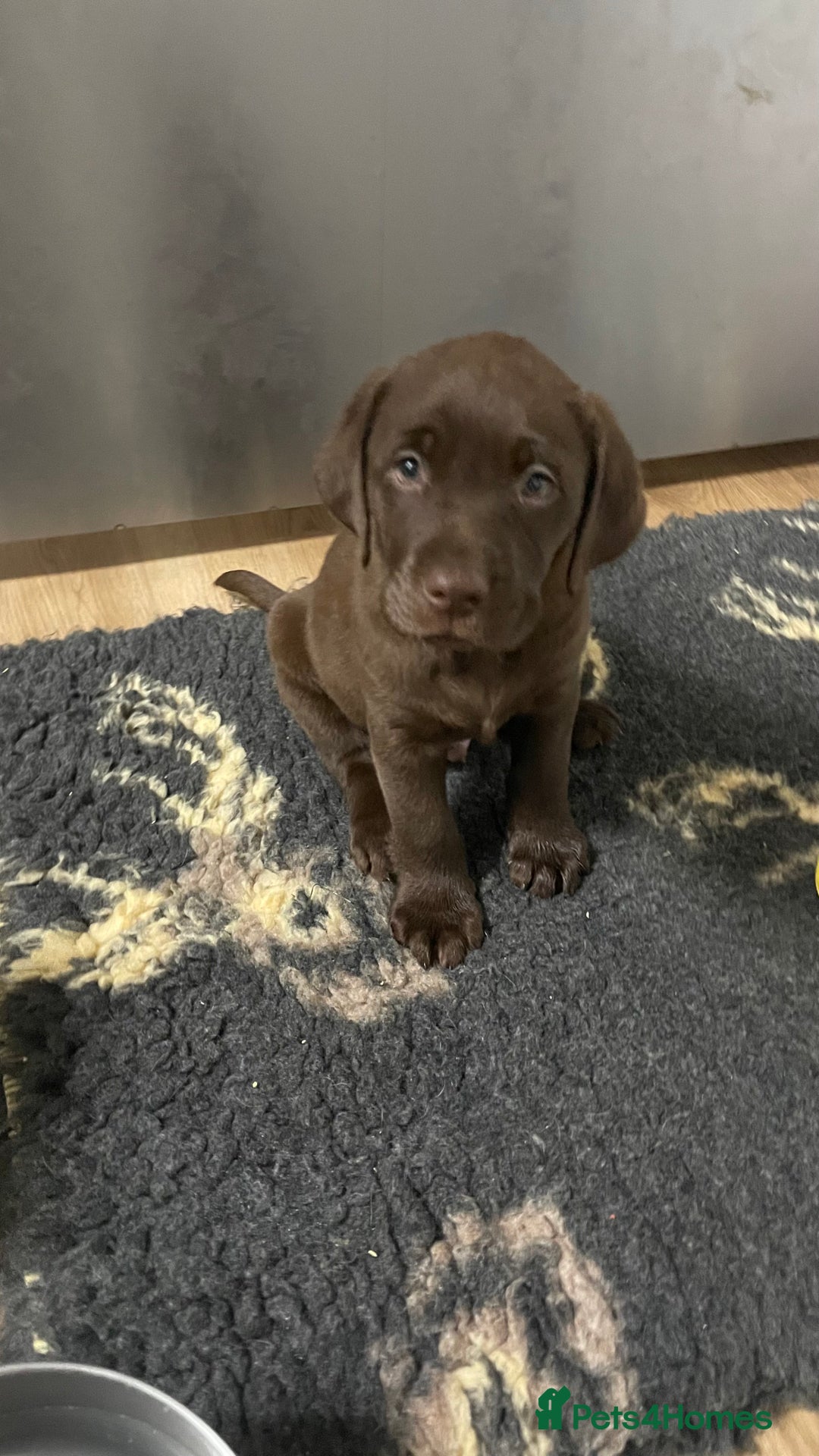 Labrador Retriever dogs for sale: Kennel club registered Labrador puppies  - Advert 12