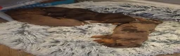 Miniature Dachshund dogs for sale: Miniature Dachshund puppies  in Derby - Advert 13