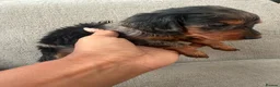 Miniature Dachshund dogs for sale: Stunning Miniature Dachshunds  - Advert 16