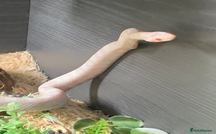 Corn Snake reptiles - Advert 4