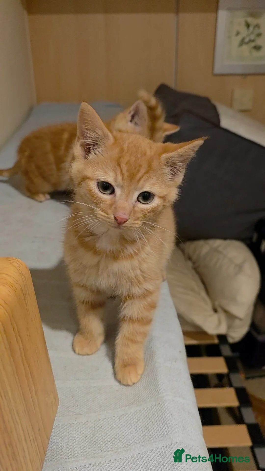 Mixed Breed cats for sale: Playful ginger boys  - Advert 8
