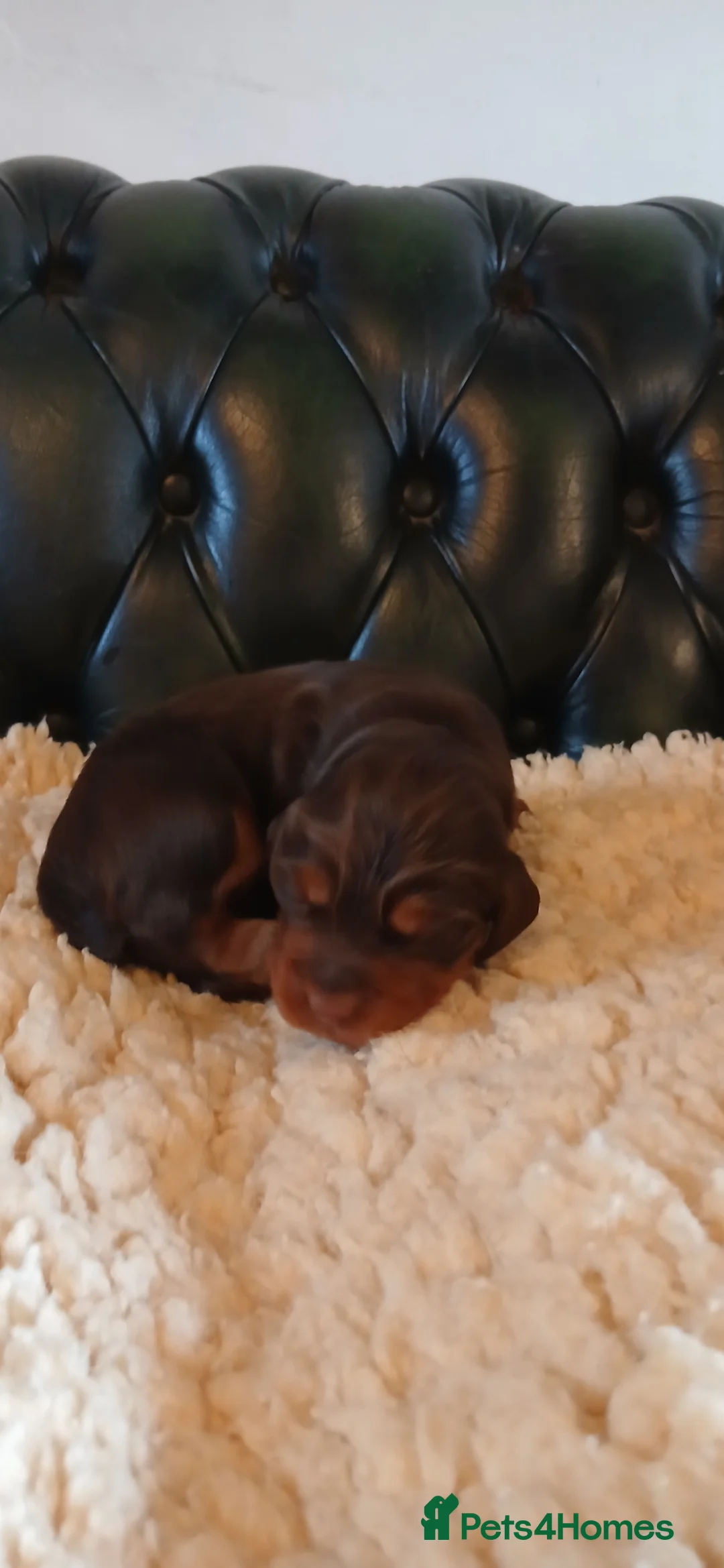 Cocker Spaniel dogs for sale: Kc Reg Health tested working Cocker spaniels  - Advert 16
