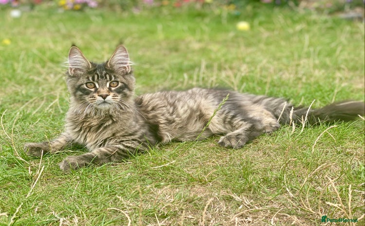 Maine Coon cats in Peterborough - Advert 1
