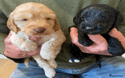 Cockapoo dogs for sale: cockapoo F1 - Image 2