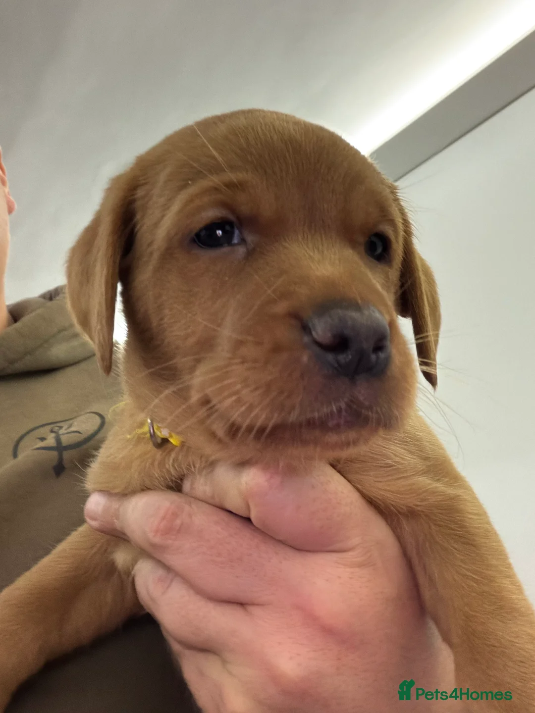 Labrador Retriever dogs for sale: Fox Red Puppies x2  - Advert 2