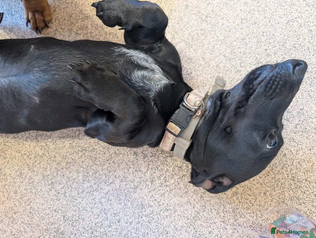Miniature Dachshund dogs for sale: Female miniature dachshund - Advert 2