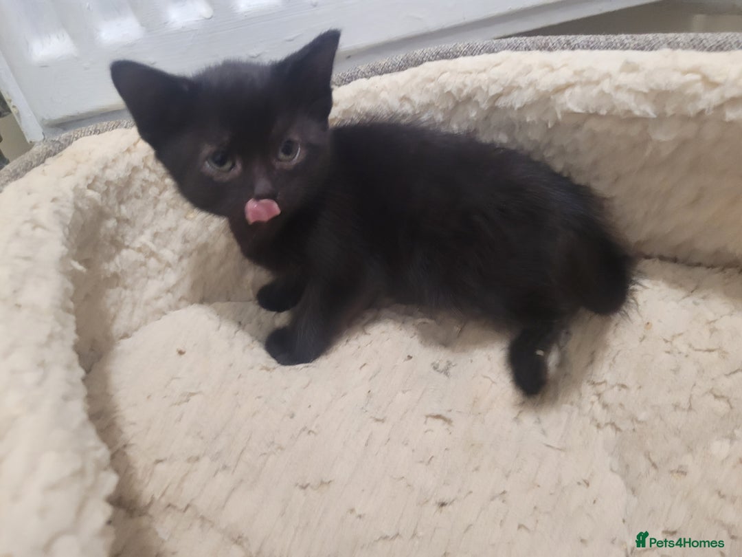 Mixed Breed cats for sale: Stunning kittens - Image 13