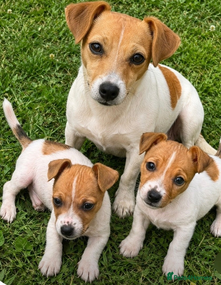 Jack Russell dogs Ready to go gorgeous Jack Russel pups - Advert 1