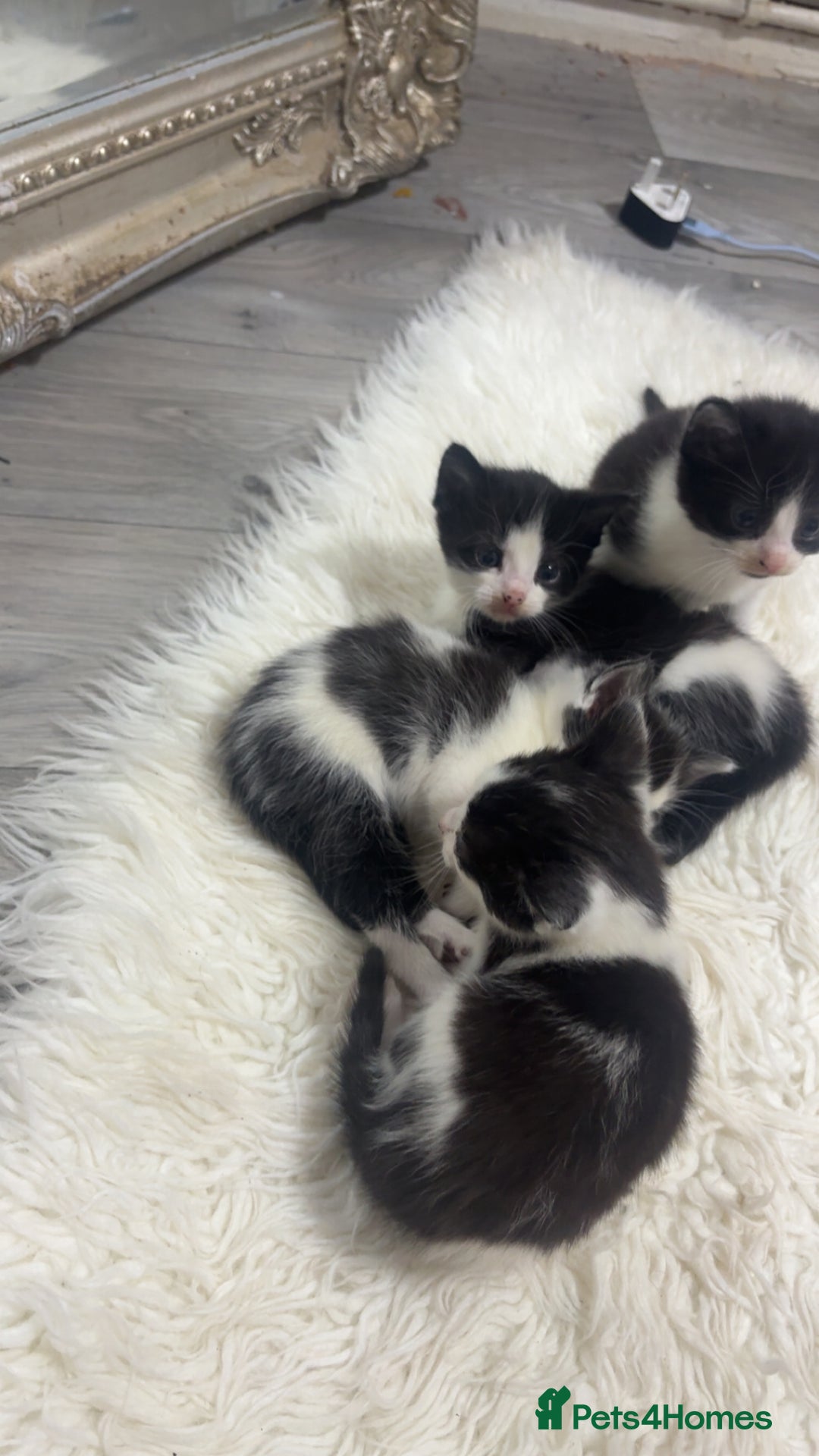 British Shorthair cats for sale: black and white gorgeous short hair kittens ready - Advert 3
