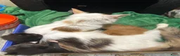 Turkish Angora cats for sale: Two  tuxedo kittens for sale  - Advert 2