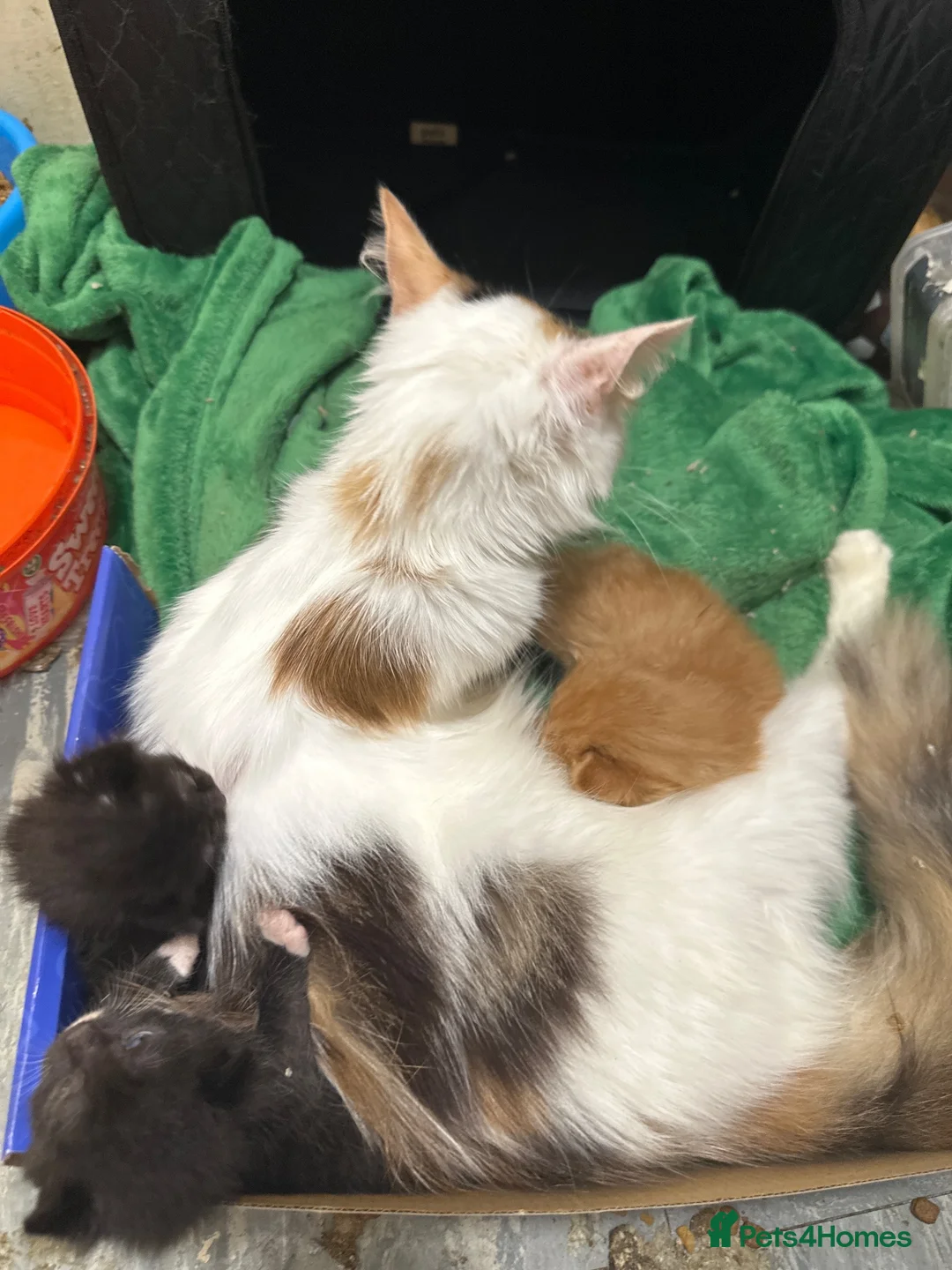 Turkish Angora cats for sale: Two  tuxedo kittens for sale  - Advert 2