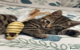 British Shorthair cats for sale: British short haired pedigree cross tabby kittens  - Image 6