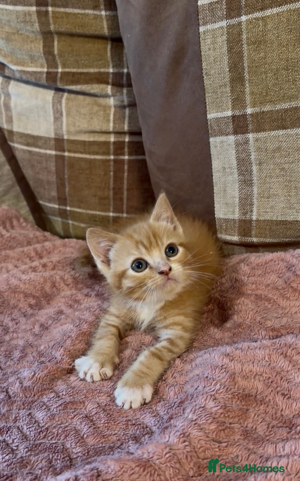 Mixed Breed cats 2 beautiful male kittens (dad is Persian)  - Advert 17