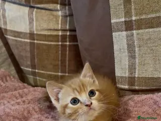 Mixed Breed cats 2 beautiful male kittens (dad is Persian) - Advert 17