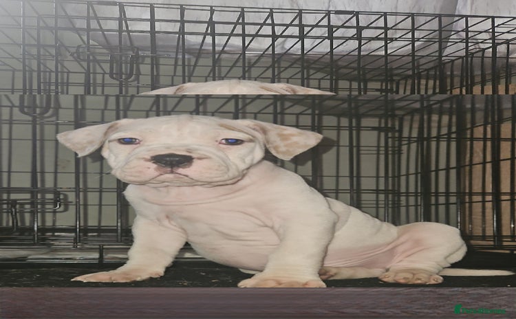 Mixed Breed dogs - Advert 9