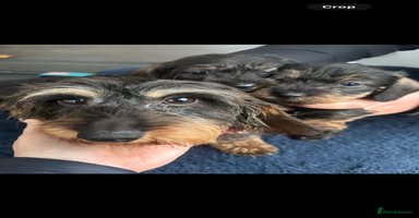 Miniature Dachshund dogs - Advert 1