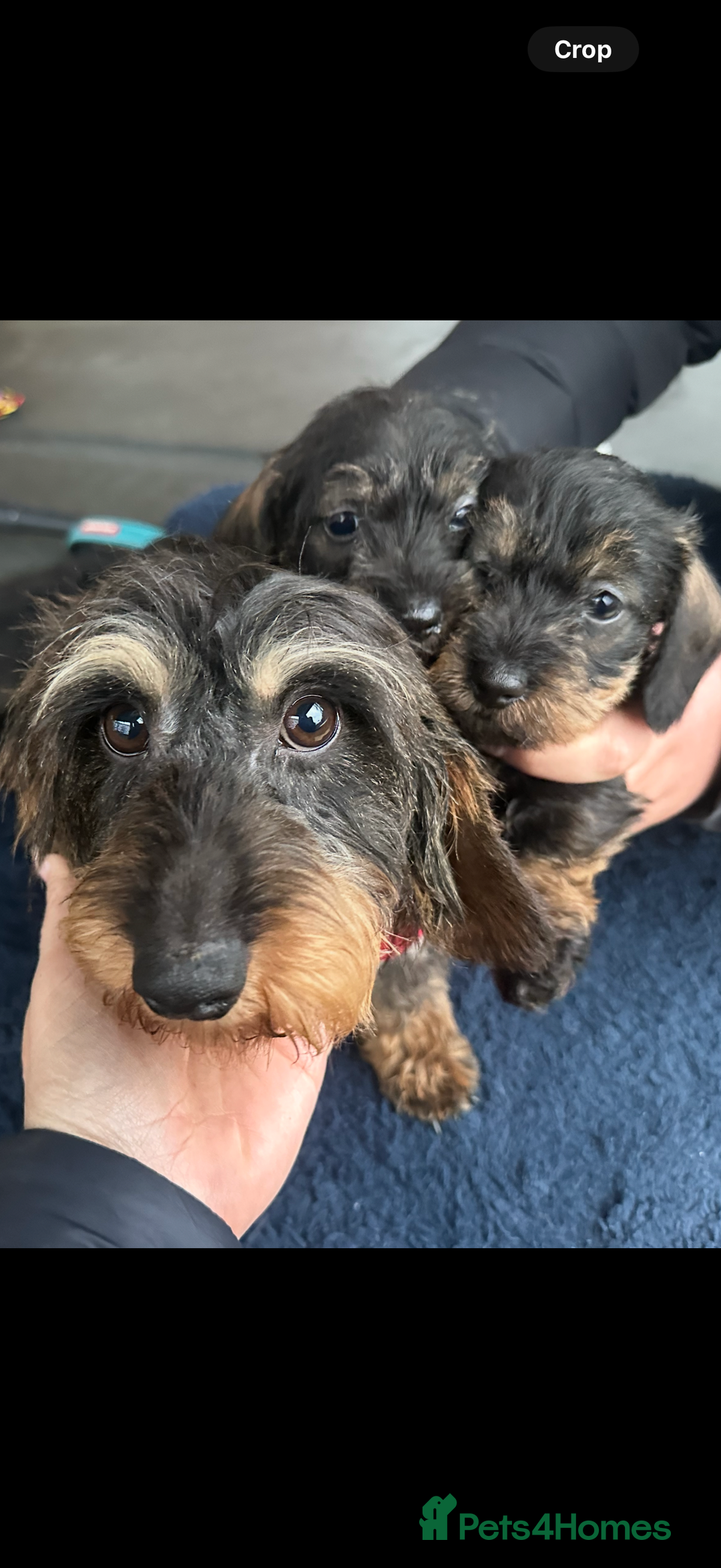 Miniature Dachshund dogs for sale: Dorothy . Beautiful wirehair true mini  - Image 3