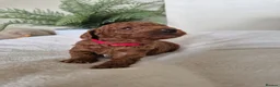 Toy Poodle dogs for sale: Kc regd Toy Poodles  - Advert 16