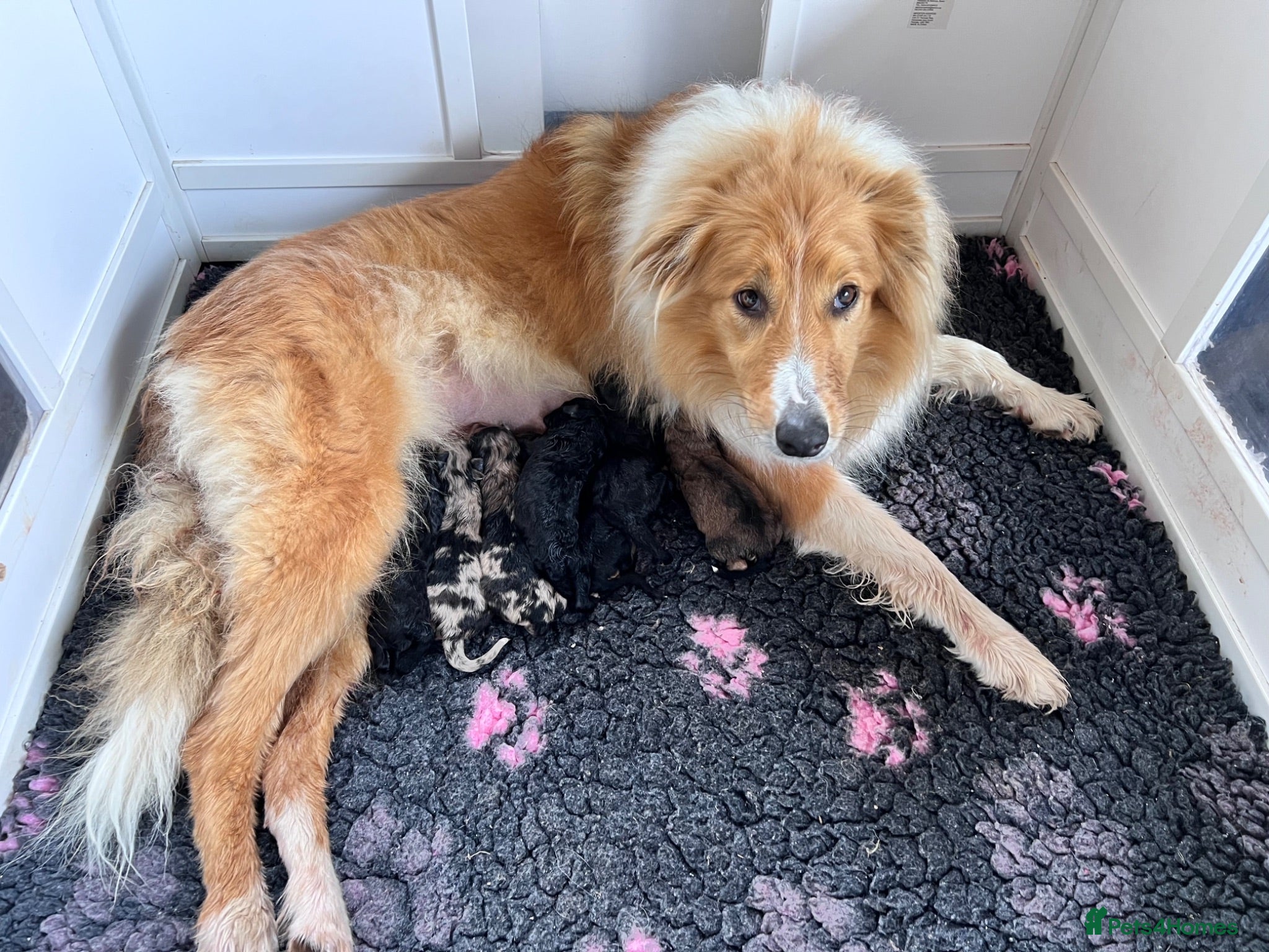 Mixed Breed dogs Lassie/Border Collie X Miniature Poodle - Advert 2