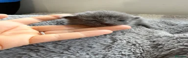 Mixed Breed Kitten 3