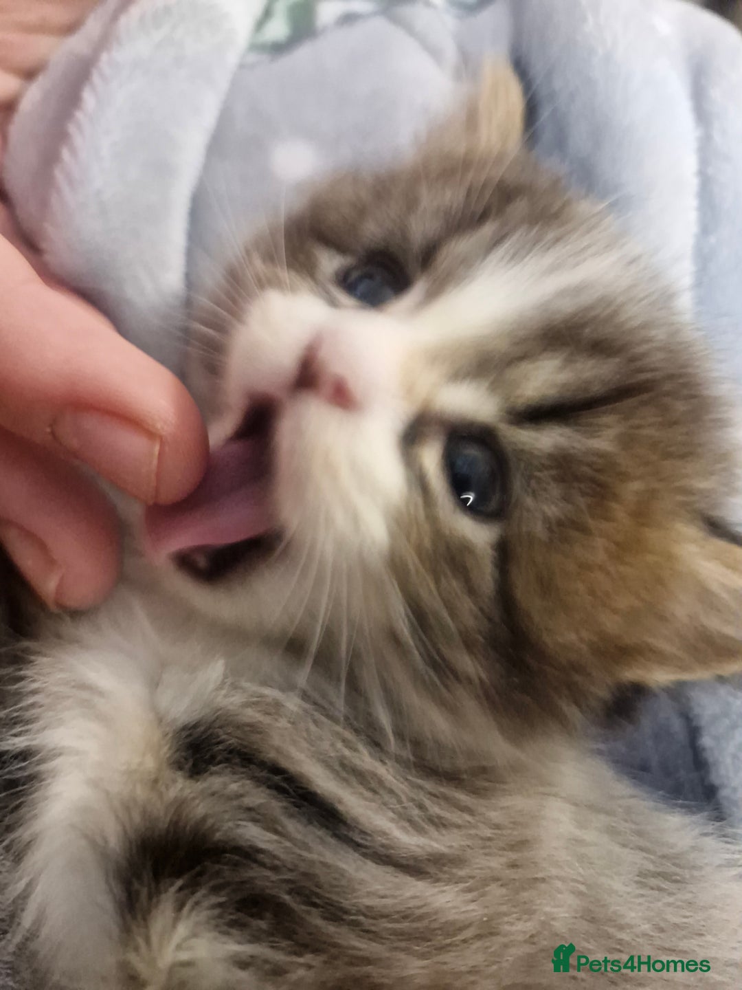 British Longhair cats for sale: 2 beautiful British long haired tabby kitten  - Advert 2