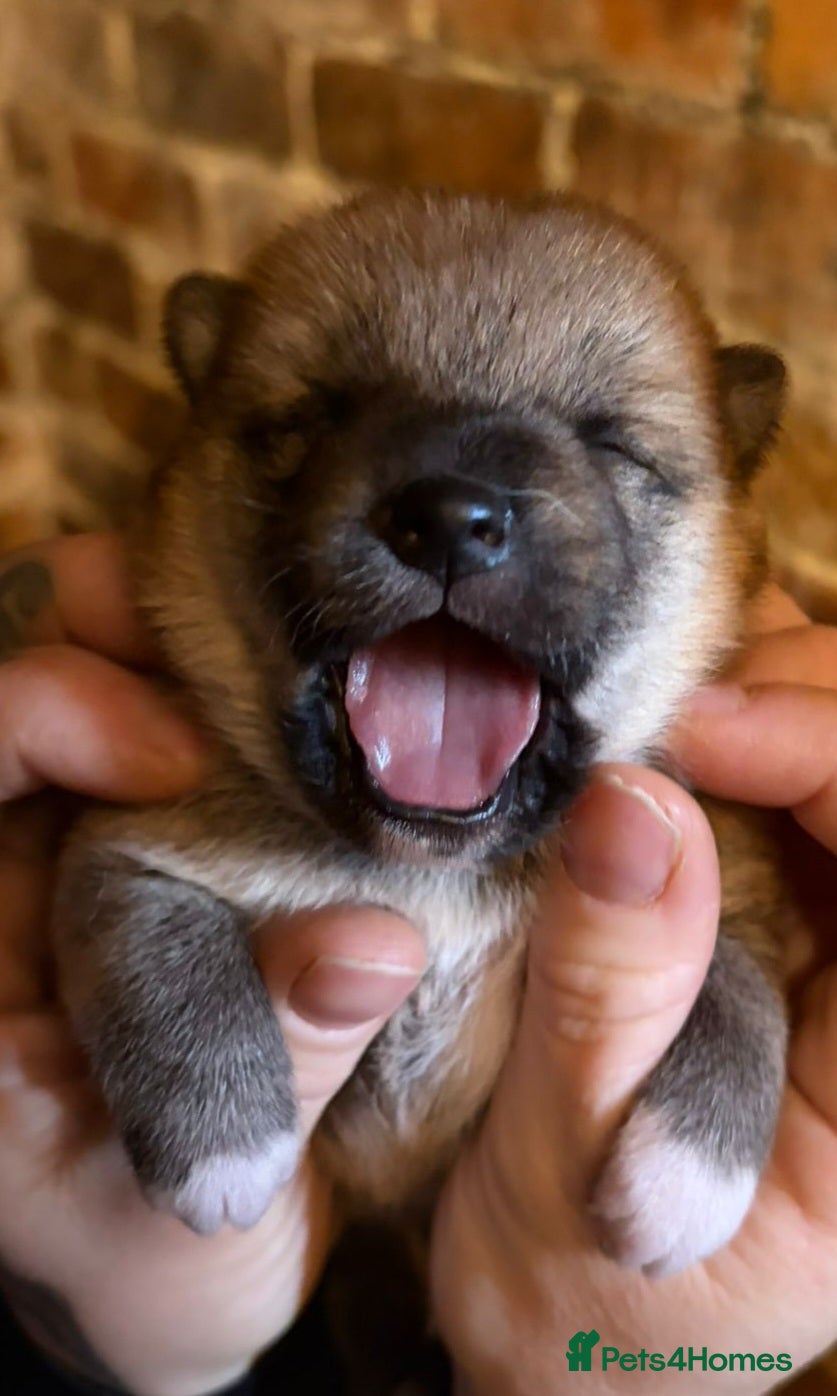 Japanese Shiba Inu dogs KC Reg Japanese Shiba inu Puppies - Advert 1