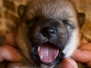 Japanese Shiba Inu dogs KC Reg Japanese Shiba inu Puppies - Advert 2