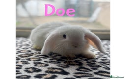 Mini Lop rabbits for sale: Pure breed mini lops male and female  - Image 7