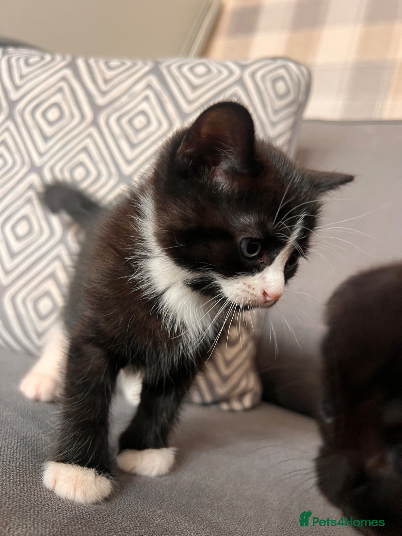 Scottish Fold cats for sale: Scottish and brittish kittens in Wigston - Advert 2