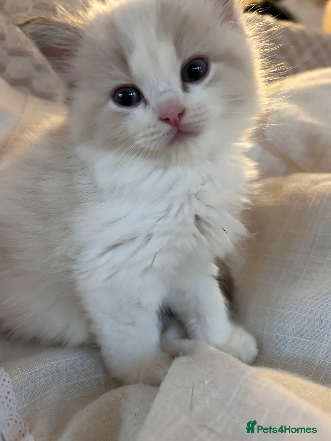 Ragdoll cats for sale: Quality Mink Sepia Cherubim Ragdolls - Advert 1