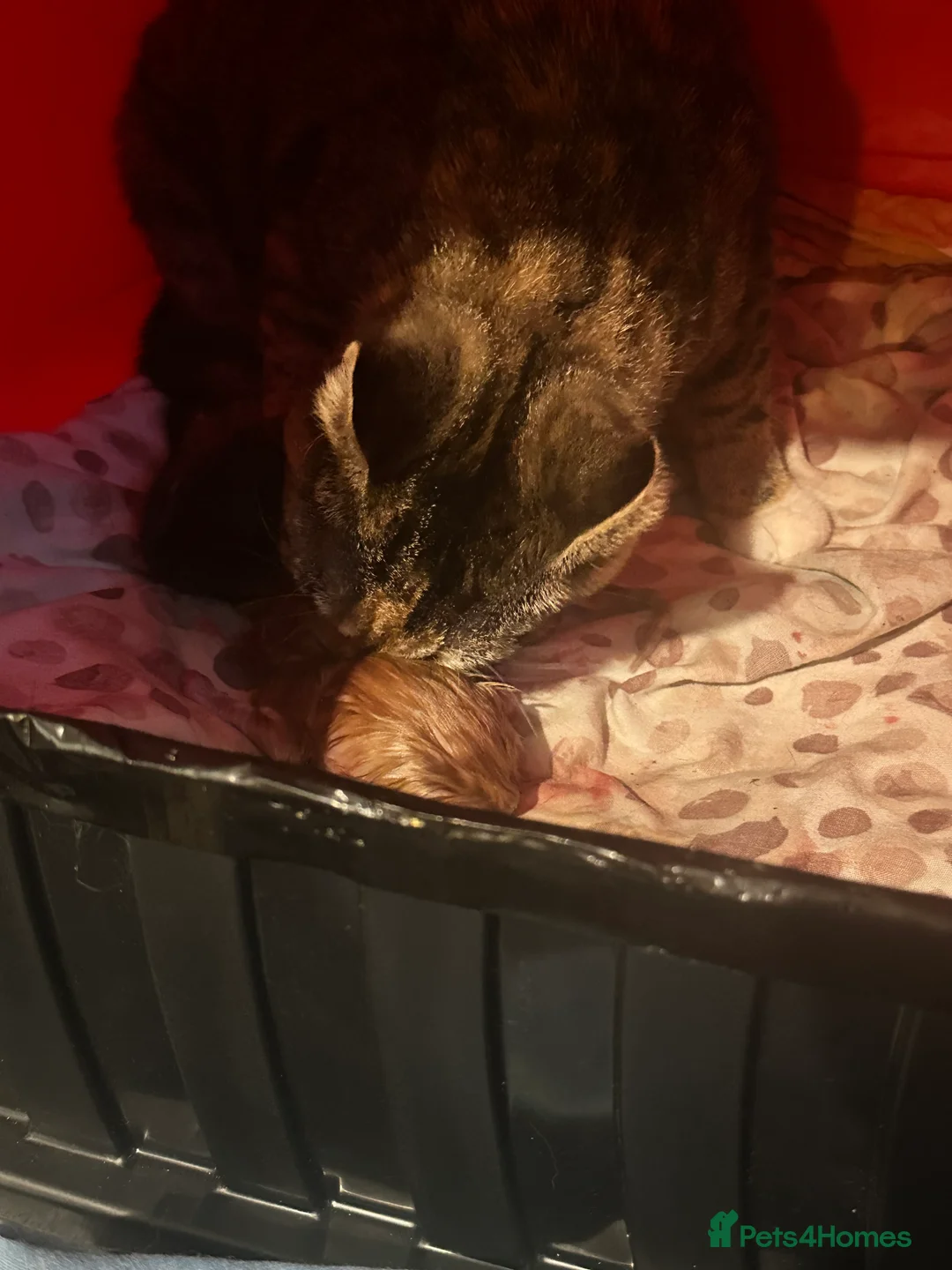 Mixed Breed cats for sale: Beautiful orange kittens  - Advert 2