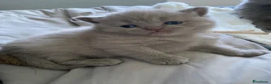 British Shorthair 2