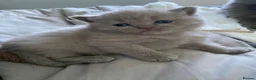 British Shorthair cats for sale: GCCF active/pet British Shorthaired kittens - Advert 5