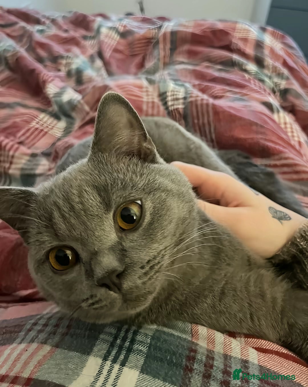 British Shorthair cats for sale: Adorable British Shorthair Kitten (Forever Home) - Image 3