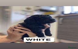 Cockapoo dogs for sale: Beautiful F1B Cockerpoos🐶 - Image 15