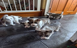 Mixed Breed dogs for sale: Siberian Husky X Staff/Lhasa Apso. Only 2 left!!  - Image 29