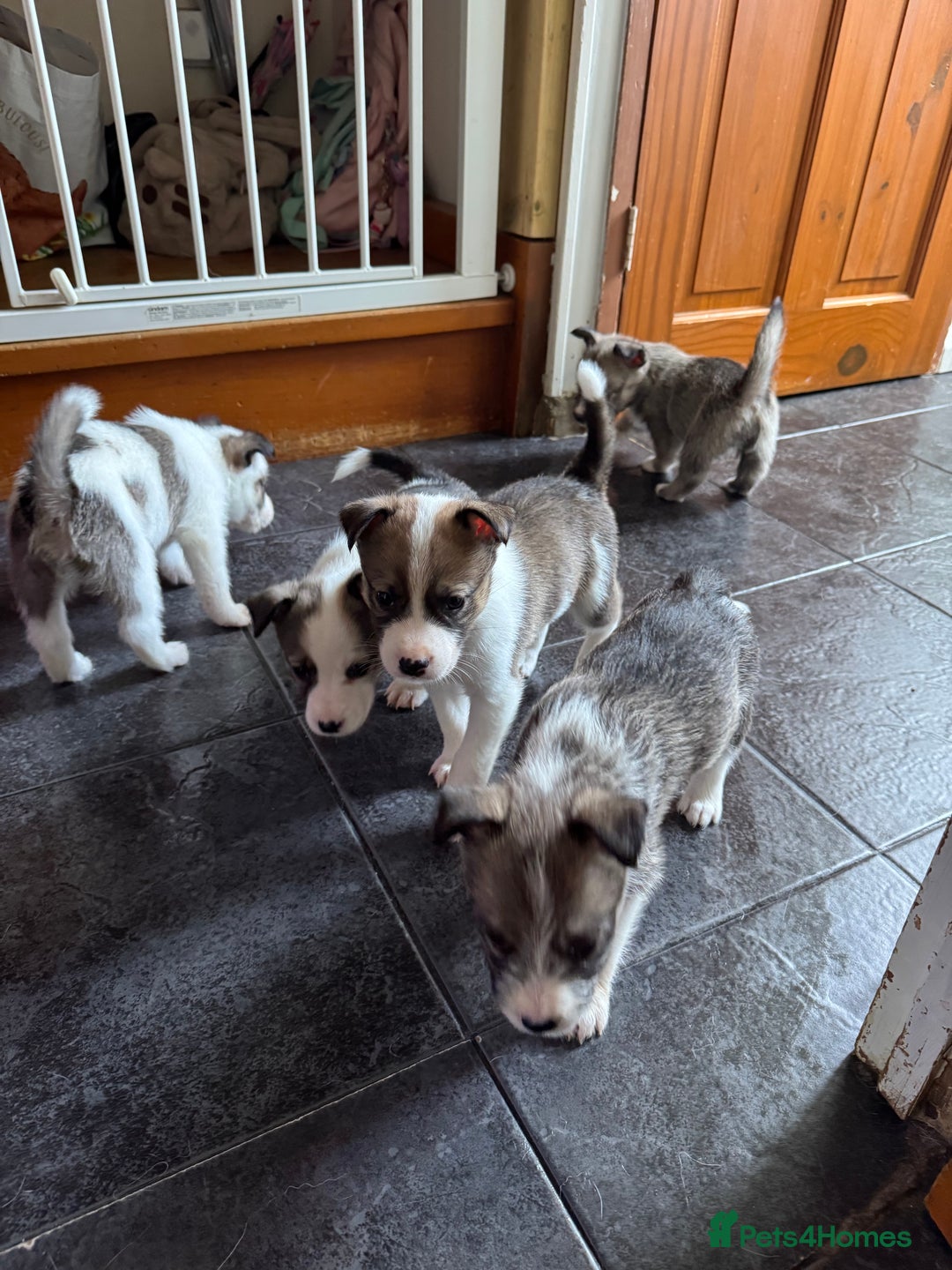 Mixed Breed dogs for sale: Siberian Husky X Staff/Lhasa Apso. Only 2 left!!  - Image 29